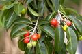 Spanish cherry